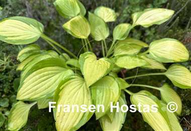 Hosta Made in Spades